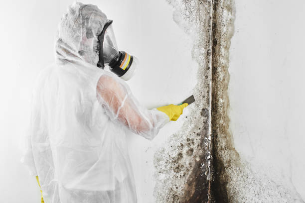 Best Mold Remediation for Specific Building Types in Mchenry, IL