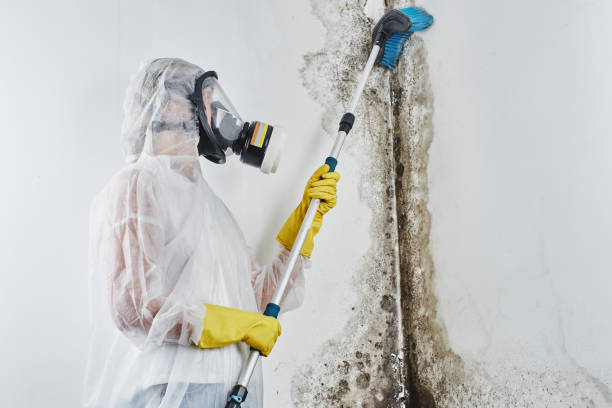 Best Basement Mold Remediation in Mchenry, IL