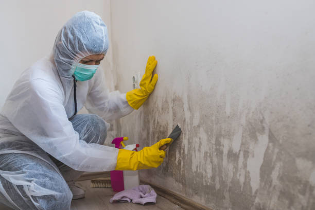 Best Kitchen Mold Remediation in Mchenry, IL