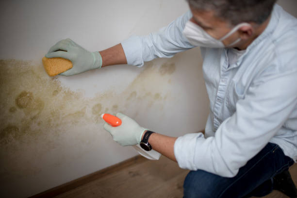 Best Crawl Space Mold Remediation in Mchenry, IL