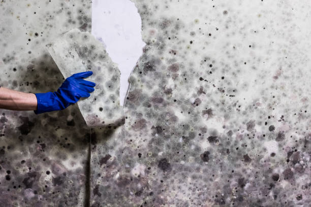 Mchenry, IL Mold Remediation Company
