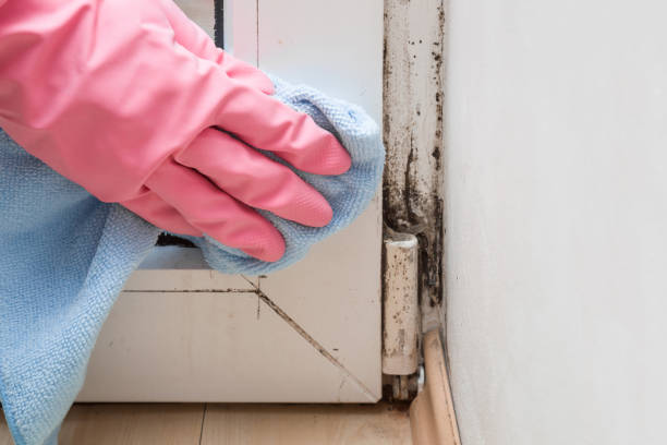 Best Attic Mold Remediation in Mchenry, IL