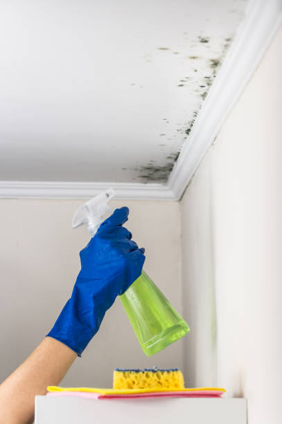 Best Insurance-Related Mold Remediation in Mchenry, IL